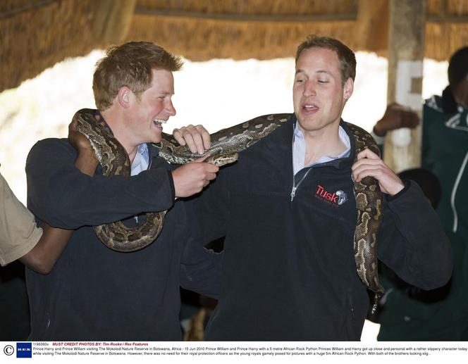 William i Harry bawią się wężem 