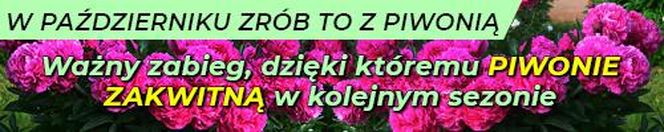 W październiku zrób to z piwonią. Ważny zabieg, dzięki któremu piwonie zakwitną w kolejnym sezonie