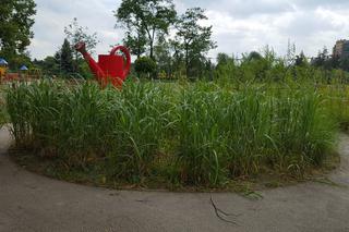 Ogród polisensoryczny w Sosnowcu