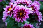 Dalia