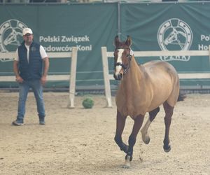 Czempionat Koni Ras Szlachetnych i Pokaz Ogierów Hodowlanych w Radzionkowie