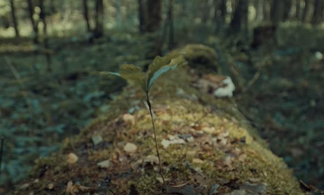 Życie Drzewa. Film białostoczanina wygrał na międzynarodowym festiwalu [WIDEO]