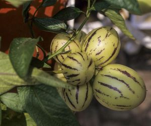 Pepino - egzotyczna roślina z rodziny psiankowatych