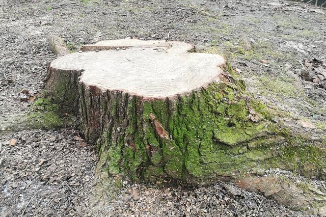 Mieszkańcy postanowili zatroszczyć się o drzewa
