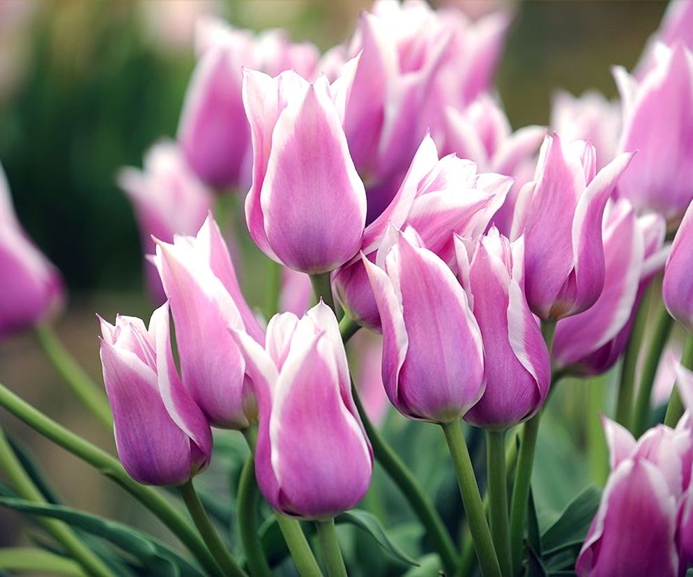 Tulipany - co oznaczają kolory? Sprawdź przed Dniem Kobiet!