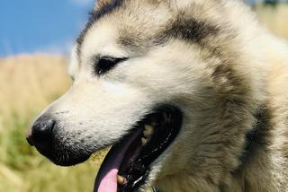 Wielichowska wyczesała psa na maksa