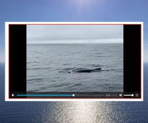 Wieloryb niedaleko Zatoki Gdańskiej? Niesamowite nagranie mieszkańca Gdyni 