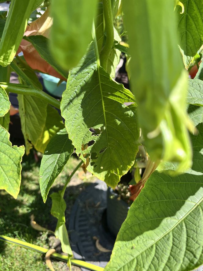 Rośliny, które lubią ślimaki: datura
