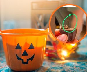 Igły i szpilki w cukierkach na Halloween. Im bardziej emocjonalna historia, tym większe zasięgi