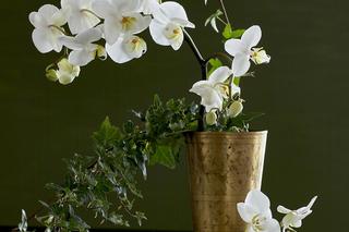 Storczyk Phalaenopsis