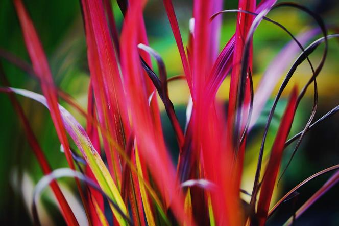 Imperata cylindryczna 'Red Baron'