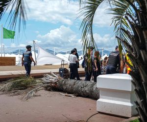 Dramat na festiwalu w Cannes! Producent uderzony przez palmę trafił do szpitala 