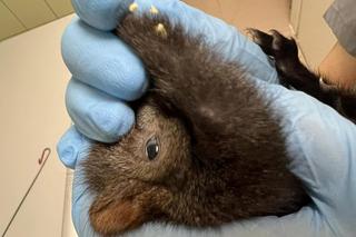 Przez Burzę wiewiórcze dziecko wypadło z dziupli