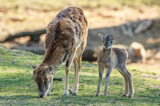 Nowi mieszkańcy wrocławskiego zoo. Na świat przyszło 6 małych muflonów [ZDJĘCIA]