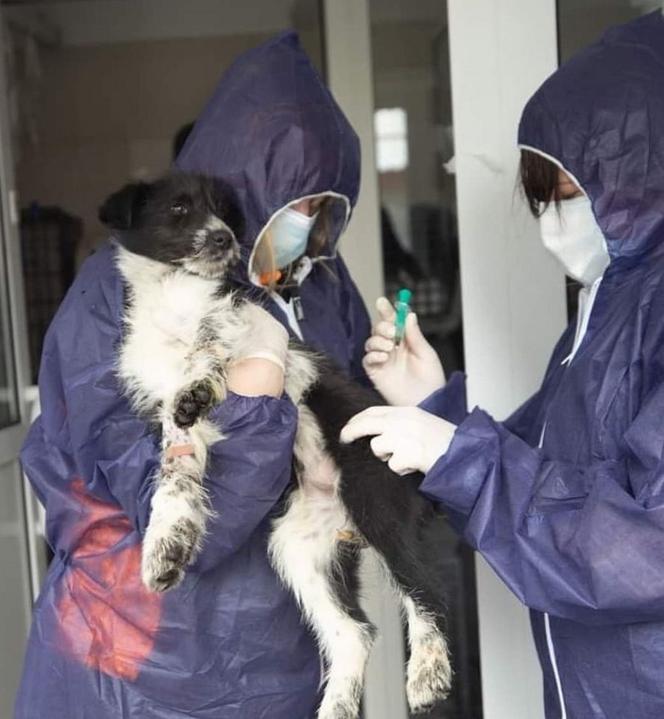 Zwierzęta z Ukrainy otrzymają pomoc w Przemyślu