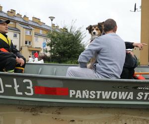 Zwierzęta domowe ratowane podczas powodzi