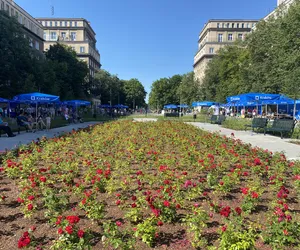 Kwitnący piknik za nami! Aleja Róż znów tętni życiem