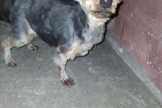 Yorki porzucone w Zapadach