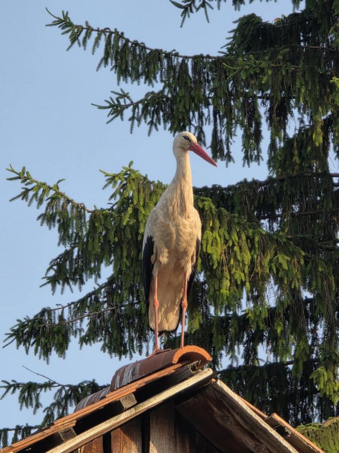 Kajtek bocian podwórkowy
