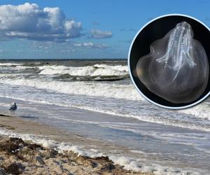 Łatwo pomylić je z meduzami. W Bałtyku żyją jedne z najstarszych stworzeń na świecie. Są starsze niż dinozaury!