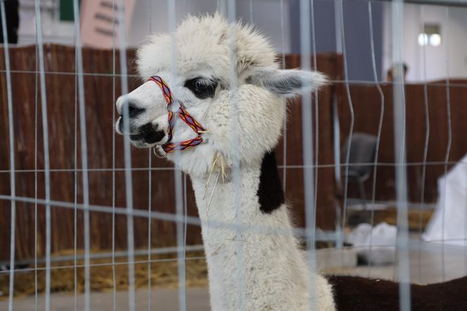 ZooPark ponownie przyciągnął do Targów Lublin tłumy miłośników zwierząt