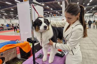 Międzynarodowa Wystawa Psów Rasowych w Targach Kielce