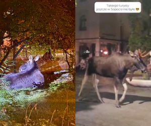 Łoś w Sopocie. Zwierzę pojawiło się na jednej z najbardziej turystycznych ulic [WIDEO]