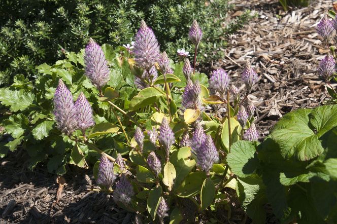 Ptilotus exaltatus 