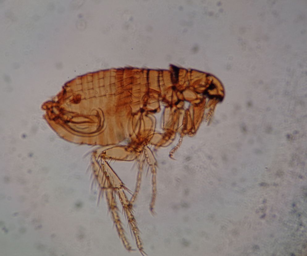 To jedyny oprócz pchły ludzkiej gatunek żerujący na człowieku. Jest jednocześnie najmniejsza spośród wszystkich pcheł - jej wielkość nie przekracza 1 mm