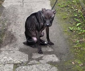 Pies przywiązany do płotu konał przez kilka dni. Została tylko skóra i kości