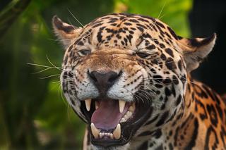 Dramatyczne sceny w zoo! Jaguar zaatakował mężczyznę, który przeszedł przez barierę bezpieczeństwa
