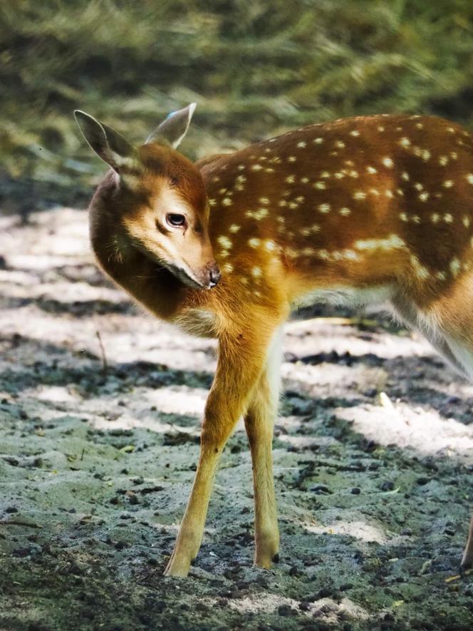 Jelonki Sika z warszawskiego ZOO