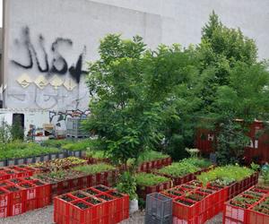 Przekierowanie, Prinzessinnengarten