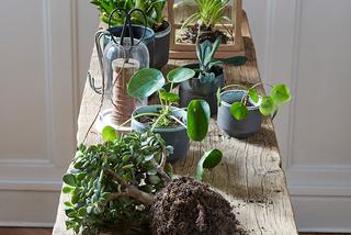 Rośliny w domu jak je eksponować