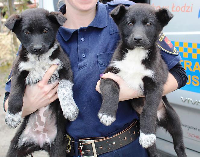 Kto przygarnie czarno-białe misie