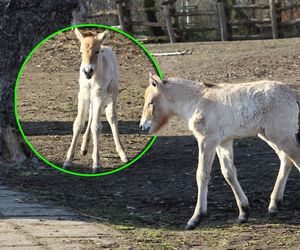 Warszawskie zoo ma nowego mieszkańca. To trzecie dziecko Primy i Larsa