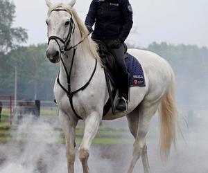 Piękna policjantka spadła z konia podczas służby! Teraz walczy o życie w szpitalu [ZDJĘCIA]