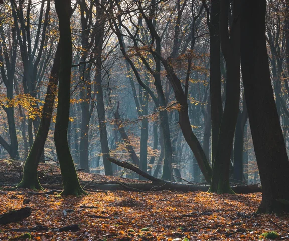 Zmarłych będzie można chować u stóp drzew