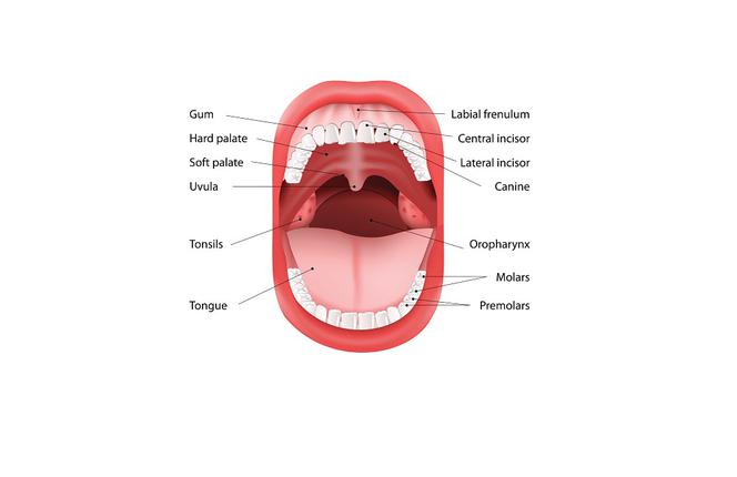 Jama Ustna Budowa I Funkcje Choroby Jamy Ustnej