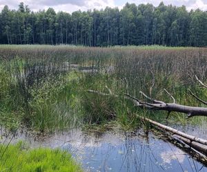 Ryba trawianka to gatunek inwazyjny