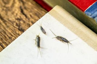 Robaki w łazience? To rybiki!