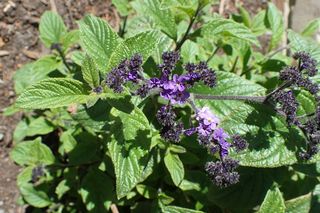 Ta roślina była hitem PRL-u. Zasadź ją teraz, a będzie kwitnąć aż do jesieni 