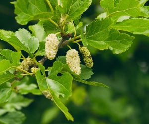 Morwa biała  - Morus alba