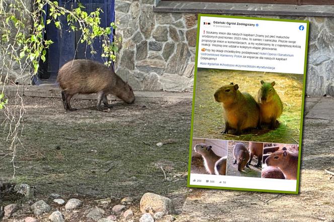 Kapibary z gdańskiego zoo