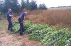 3 Policja trafiła na wielką plantację marihuany w Dobroniu niedaleko Zduńskiej Woli