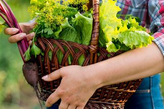 Warzywa z miejskich ogródków to zagrożenie dla zdrowia? Szokujące wyniki badań