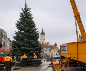 12-metrowa choinka przyjechała na Rynek Kościuszki w Białymstoku