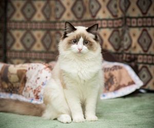 Słodkie imiona dla kotek