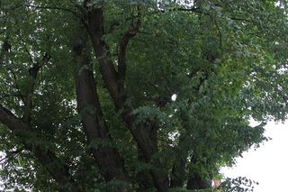 Zabytkowa lipa z Cielętnik