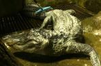Zmarł aligator, który pamiętał II wojnę światową